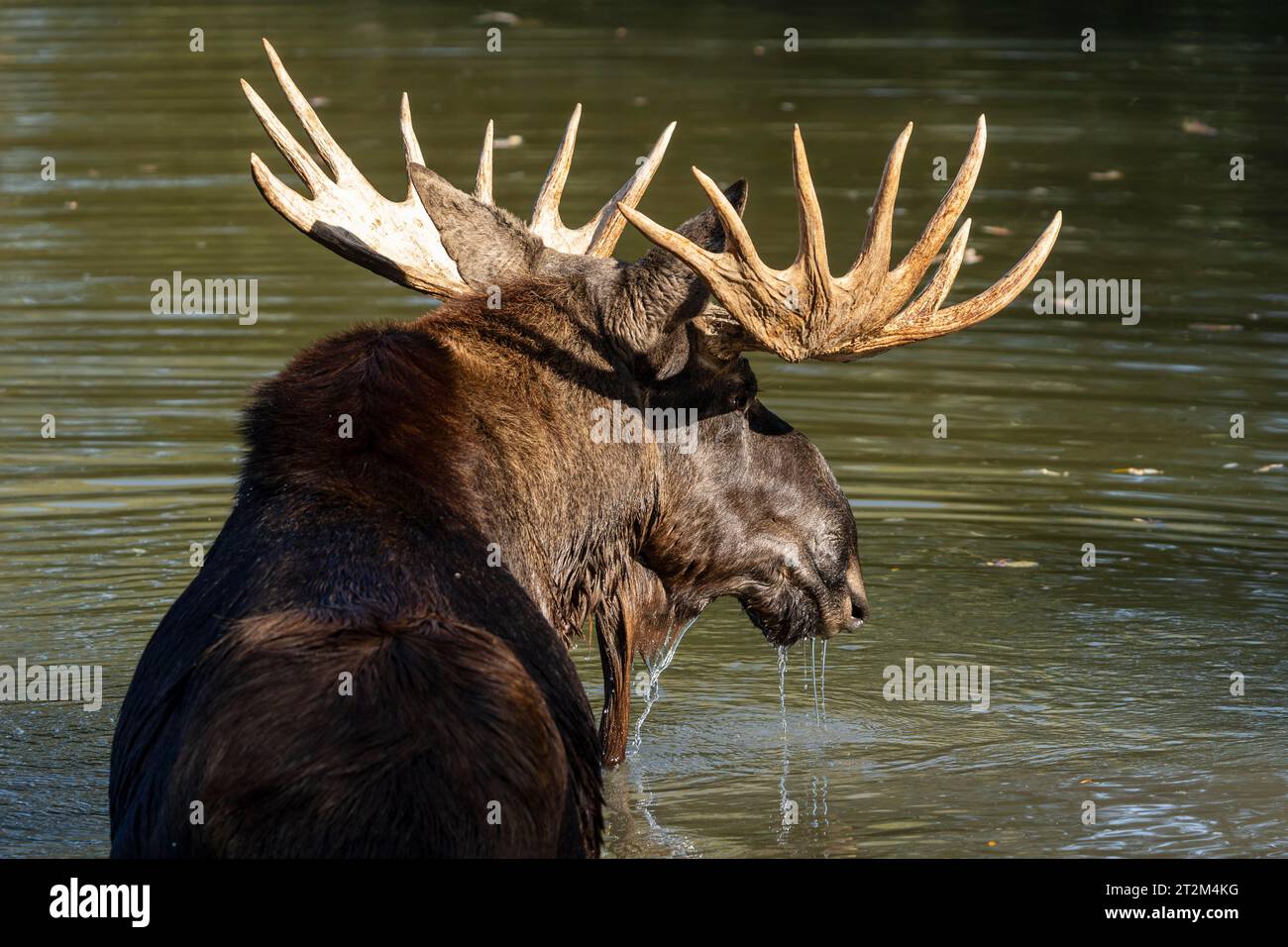 Alci europei (Alces alces), toro durante il solco in uno stagno Foto Stock