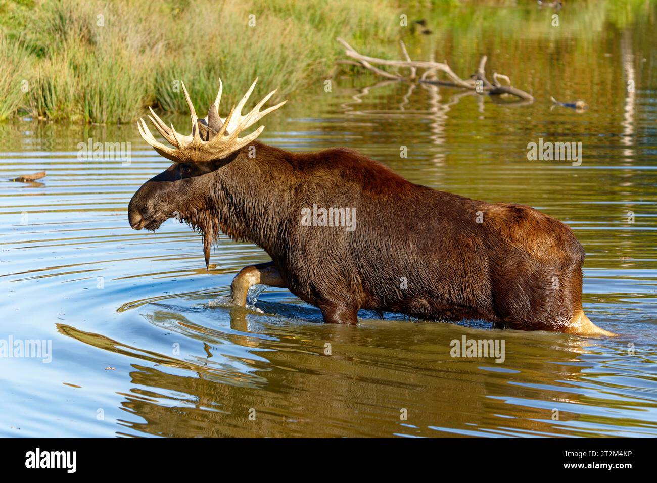 Alci europei (Alces alces), toro durante il solco in uno stagno Foto Stock