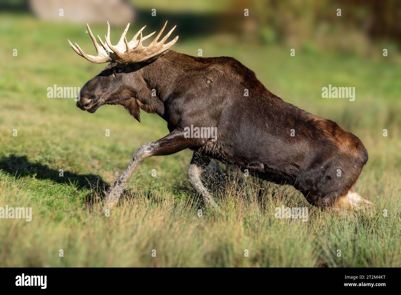 Alci europei (Alces alces), toro durante il solco in uno stagno Foto Stock