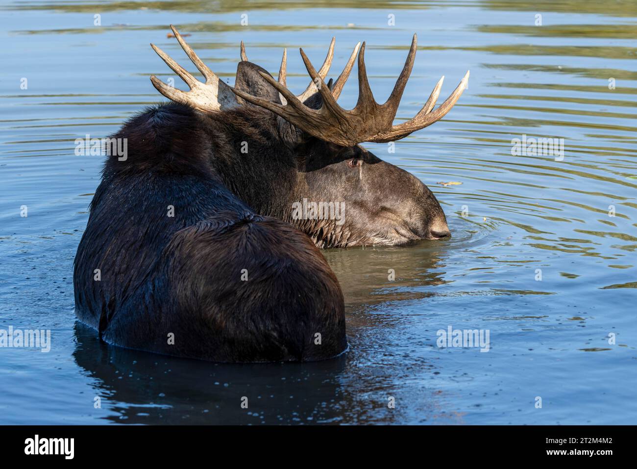 Alci europei (Alces alces), toro durante il solco in uno stagno Foto Stock