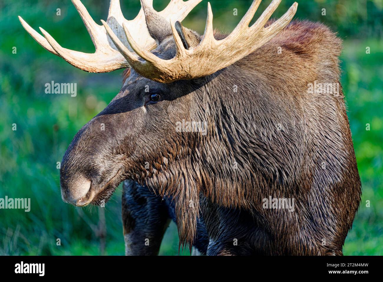 Alci europei (Alces alces), toro durante il rut, ritratto animale Foto Stock