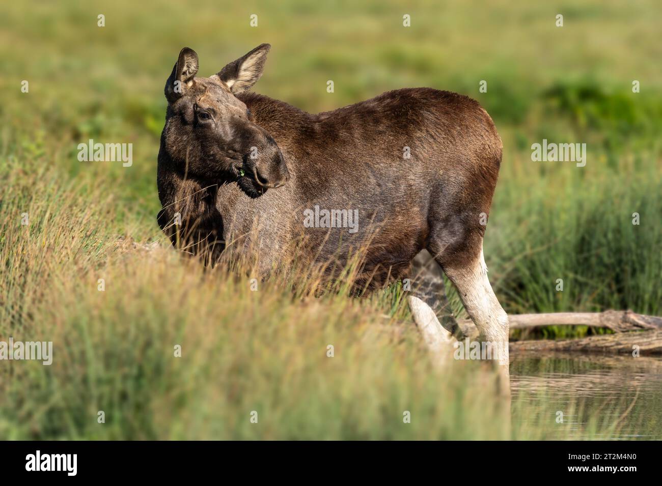 Alci europei (Alces alces), mucca durante il rut in uno stagno Foto Stock