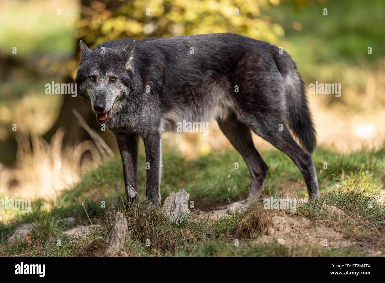 Timberwolf, lupo americano (Canis lupus occidentalis), nella foresta Foto Stock