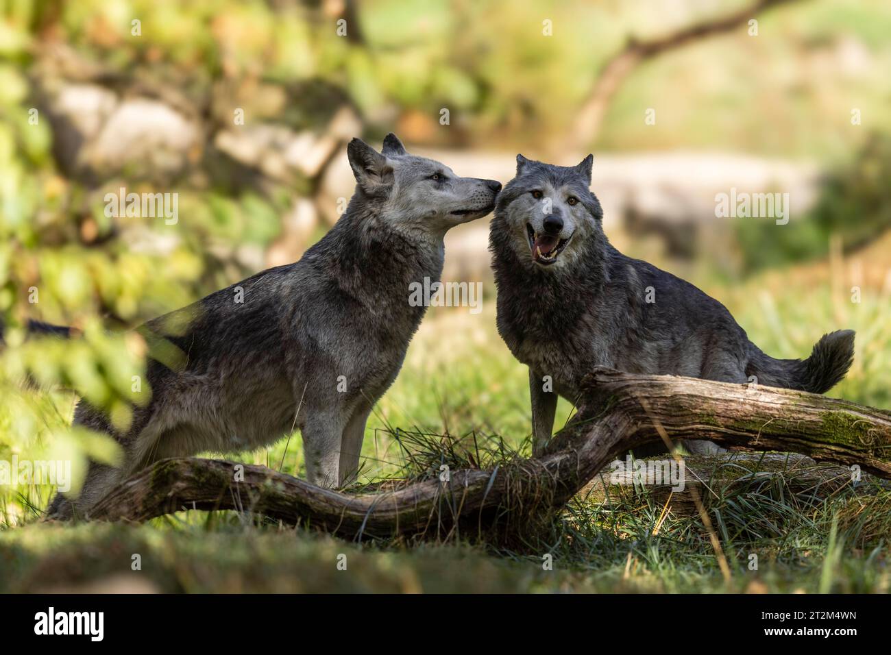 Timberwolf, lupo americano (Canis lupus occidentalis), due lupi nella foresta Foto Stock