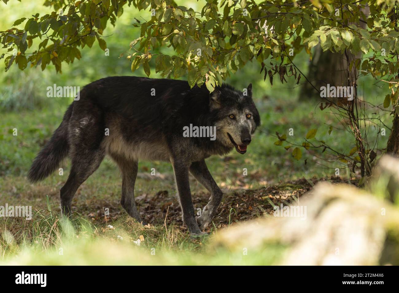 Timberwolf, lupo americano (Canis lupus occidentalis), nella foresta Foto Stock