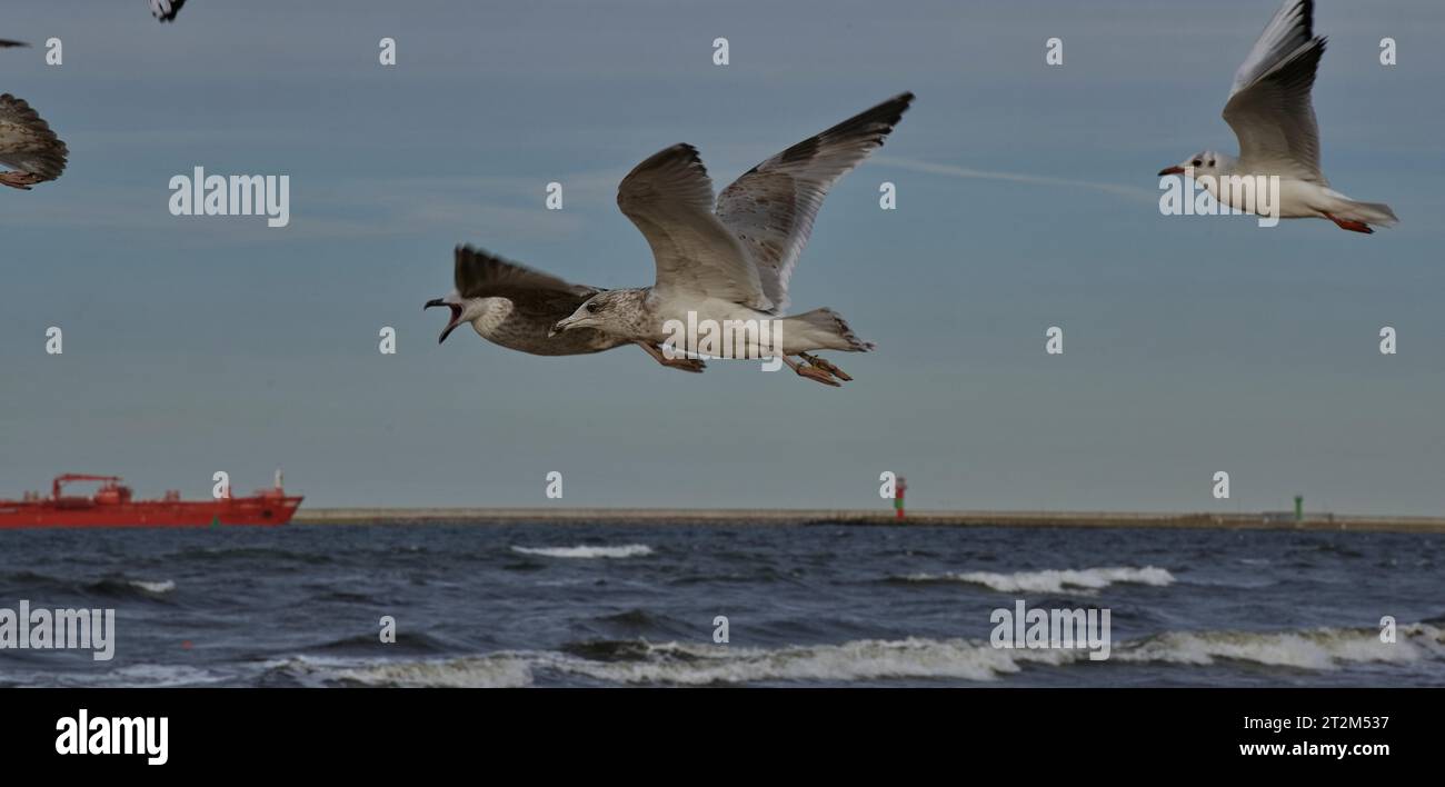 Gabbiani volanti (Lavinae) sulla spiaggia di ÅšwinoujÅ › cie, Voivodato della Pomerania Occidentale, Polonia Foto Stock