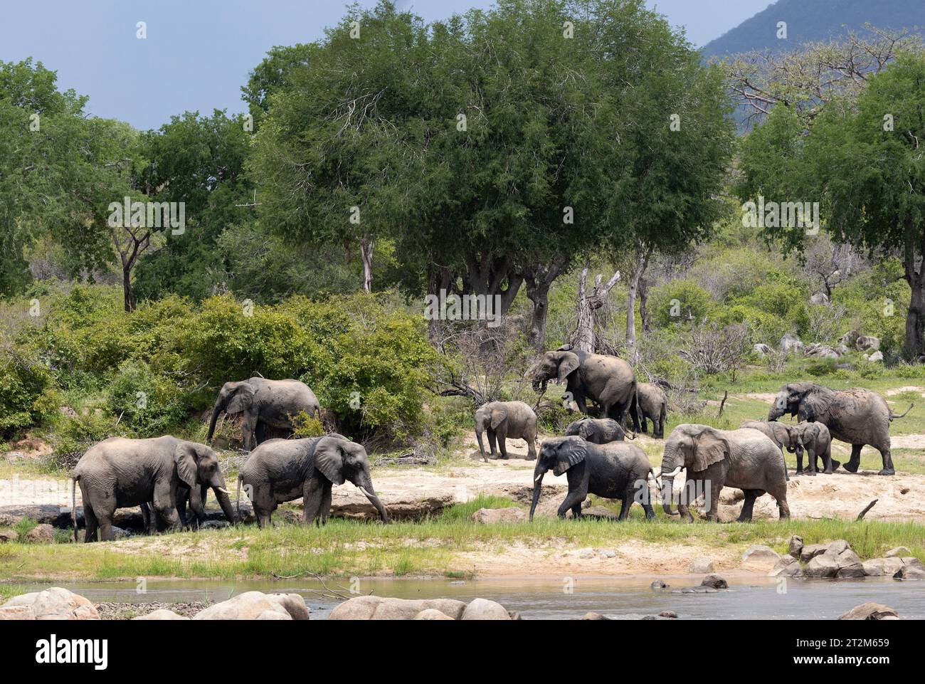 Gli elefanti si rilassano e si mescolano sulle rive del grande fiume Ruaha. Mandrie di razza e tori socializzeranno e manterranno i legami in questi luoghi di incontro. Foto Stock