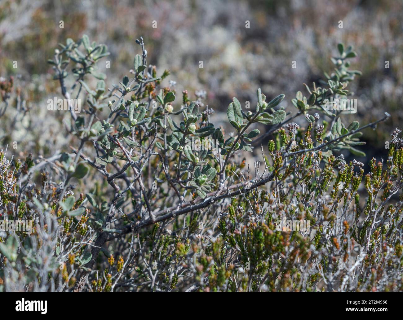 Rosa di roccia lanosa, Cistus lasianthus. È una specie di pianta da fiore della famiglia delle Cistaceae, originaria della penisola iberica (Portogallo, SP occidentale) Foto Stock