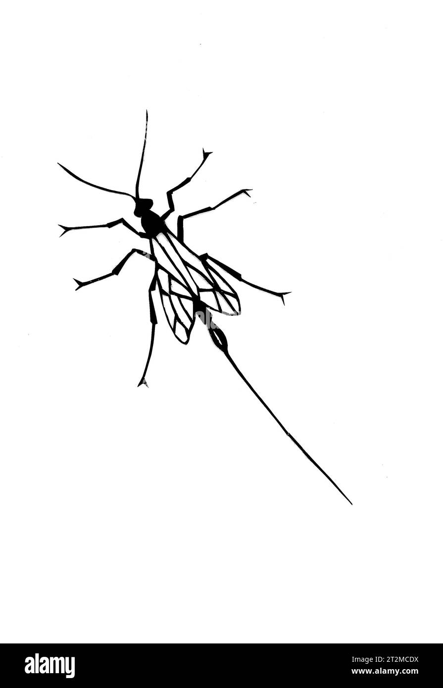 Taglio di carta di insetti. Foto Stock