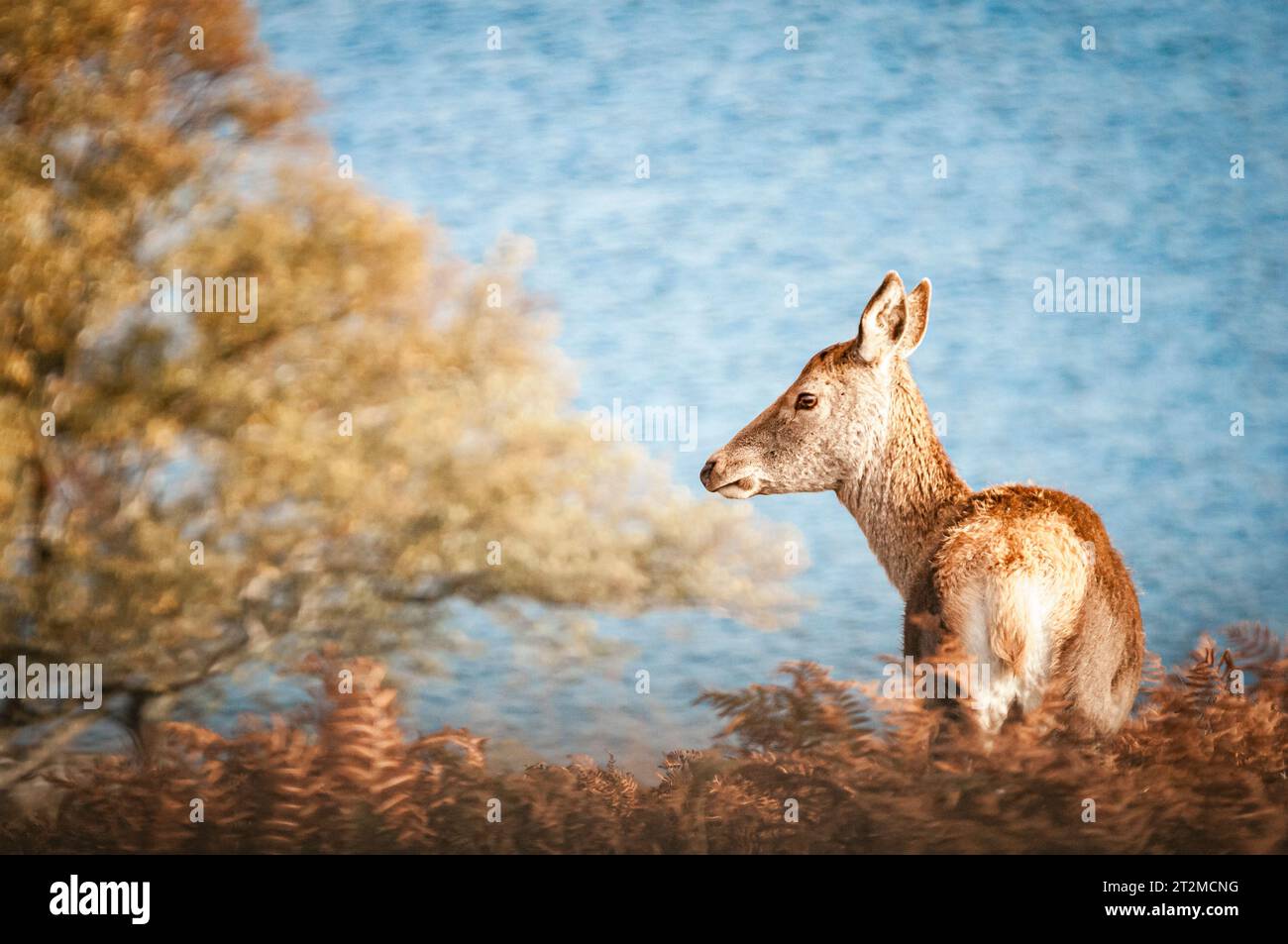 Un'immagine autunnale HDR di una donna solitaria di cervo rosso (hind), Cervus elaphus scoticus vicino a Loch Naver, Sutherland, Scozia. 11 ottobre 2023 Foto Stock