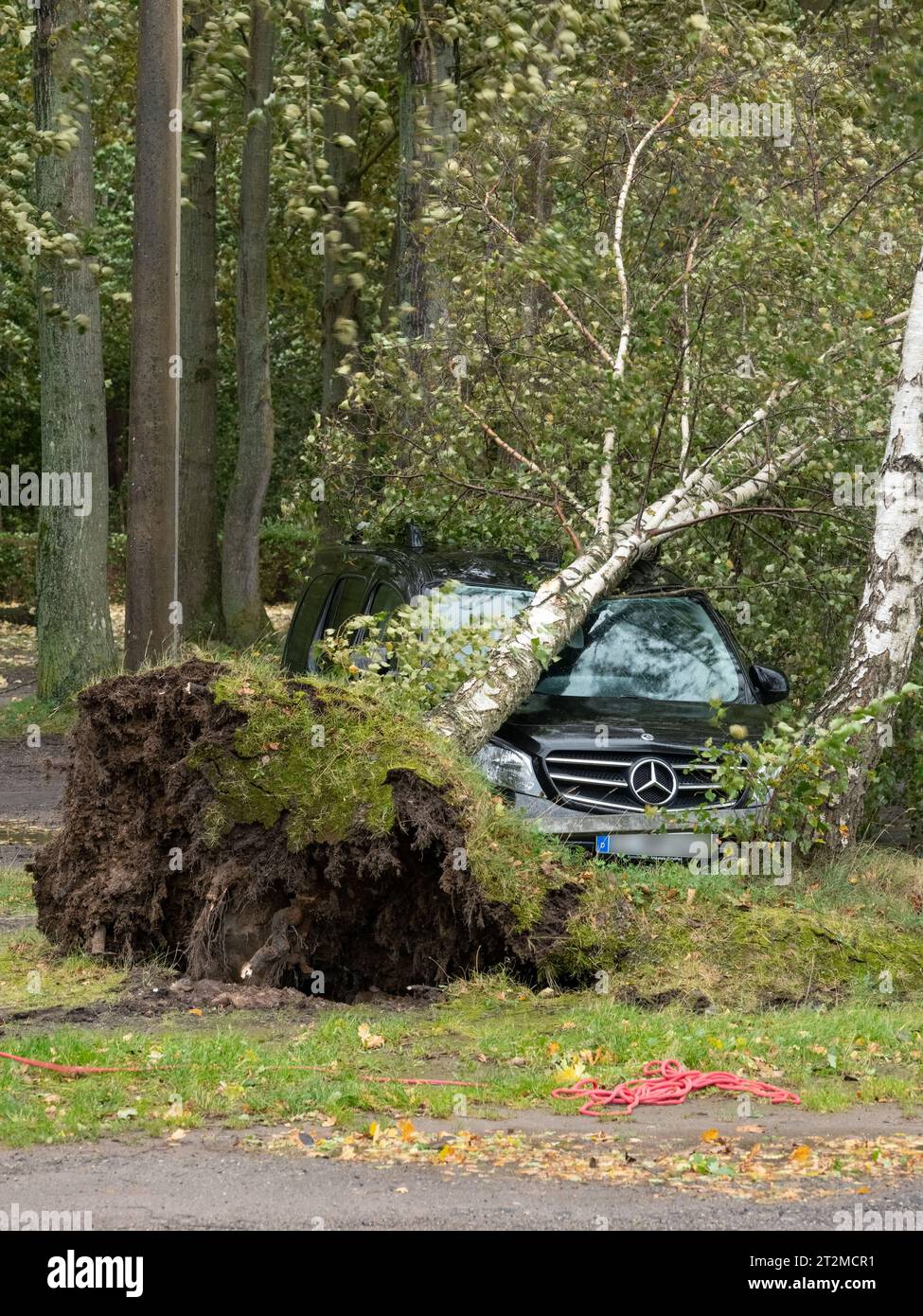 Binz, Germania. 20 ottobre 2023. Una betulla sradicata si è rovesciata su un'auto durante una violenta tempesta. Un'altra betulla che minacciava di cadere sul veicolo vicino è stata abbattuta dai vigili del fuoco. A causa della bassa tempesta, le strade e le aree costiere della costa del Mar Baltico sono state inondate dall'acqua alta. Si prevede una forte ondata di tempesta nel nord per il resto della giornata. Credito: Georg Moritz/dpa/Alamy Live News Foto Stock