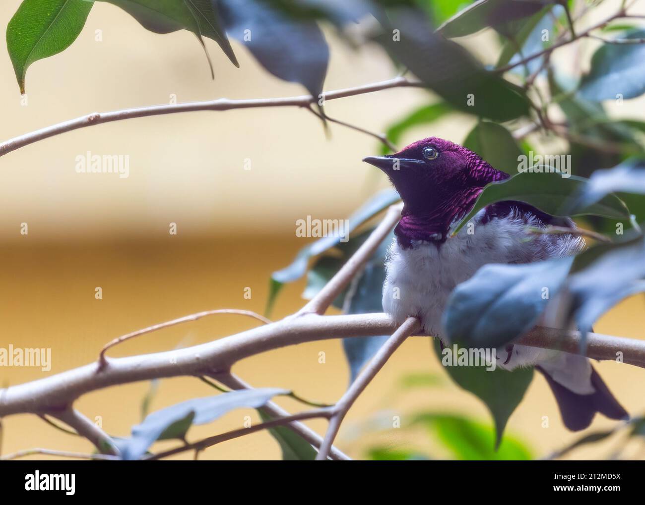 Lo starling con supporto violetto è un piccolo uccello sessualmente dimorfico che si trova nell'Africa subsahariana. Il maschio ha un suggestivo piumaggio iridescente, con una viola Foto Stock