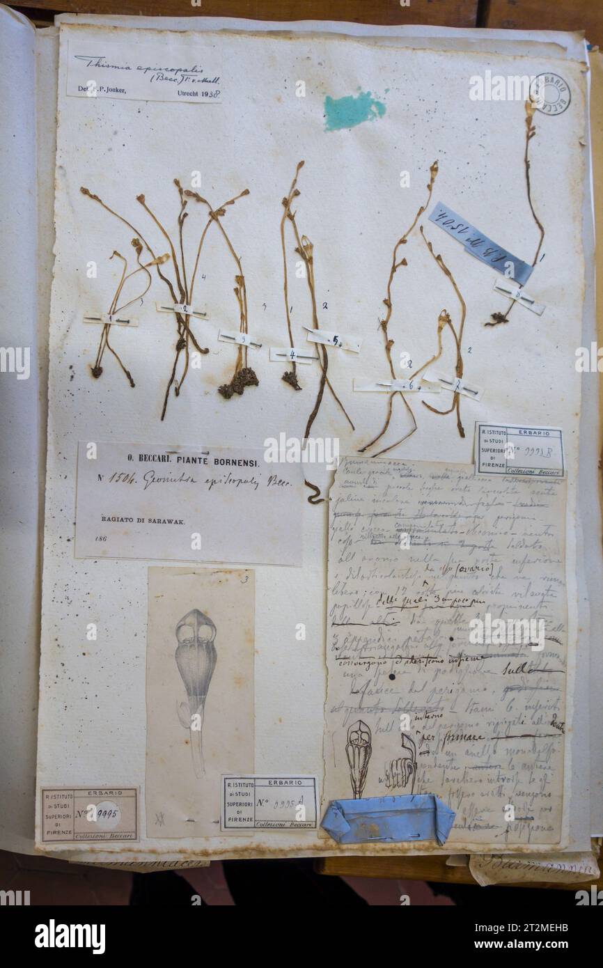 Firenze, Italia. Un esemplare del vasto Herbarium Webb 19c, conservato nel dipartimento botanico del Museo di storia naturale Foto Stock