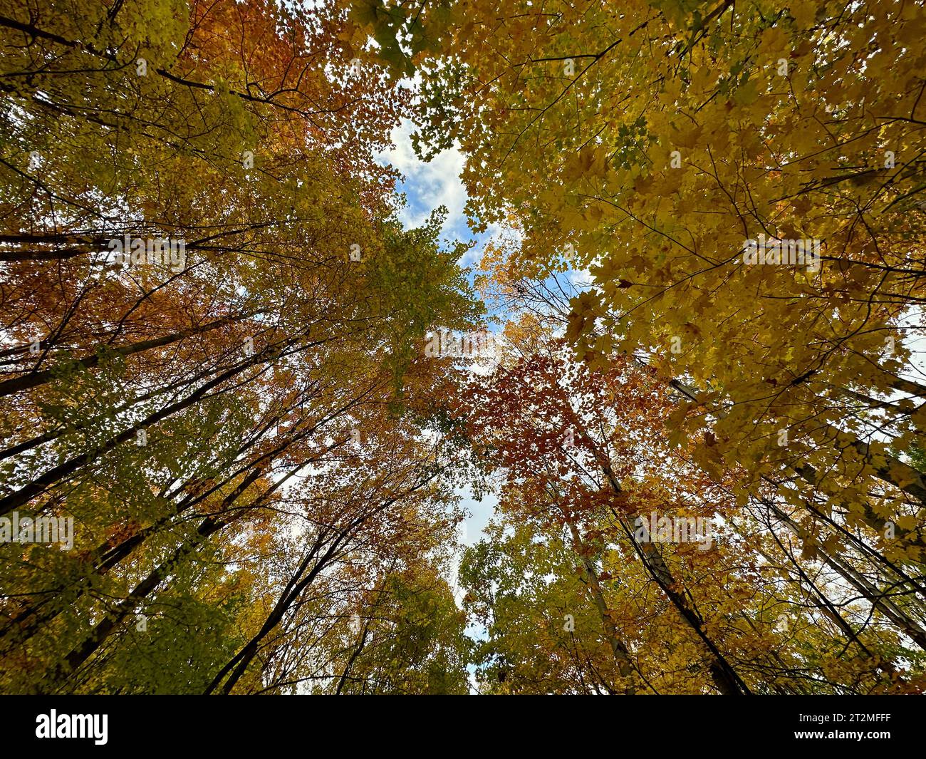 Foglie autunnali colorate nella baldacchino degli alberi dal basso contro il cielo blu Foto Stock