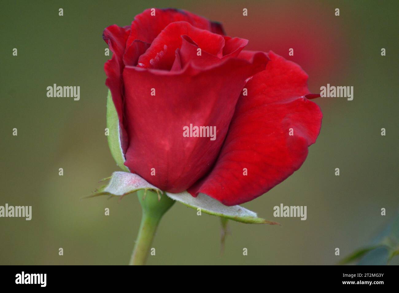 Eleganza rosa Rosa Rossa Romance classica bellezza rosa fioritura amore Scarlet splendore petali passionali emblema dell'amore Timeless Symbol Fragrant Blossoms Foto Stock