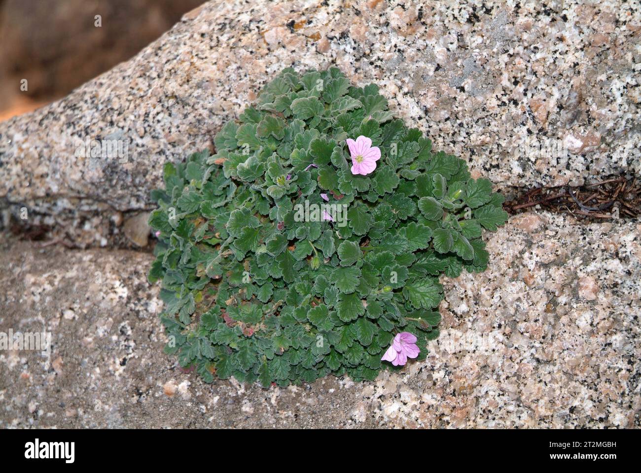 Il Becco di gru corsicum (Erodium corsicum) è un'erba perenne endemica della Corsica e della Sardegna. Questa foto è stata scattata in Corsica, Francia. Foto Stock