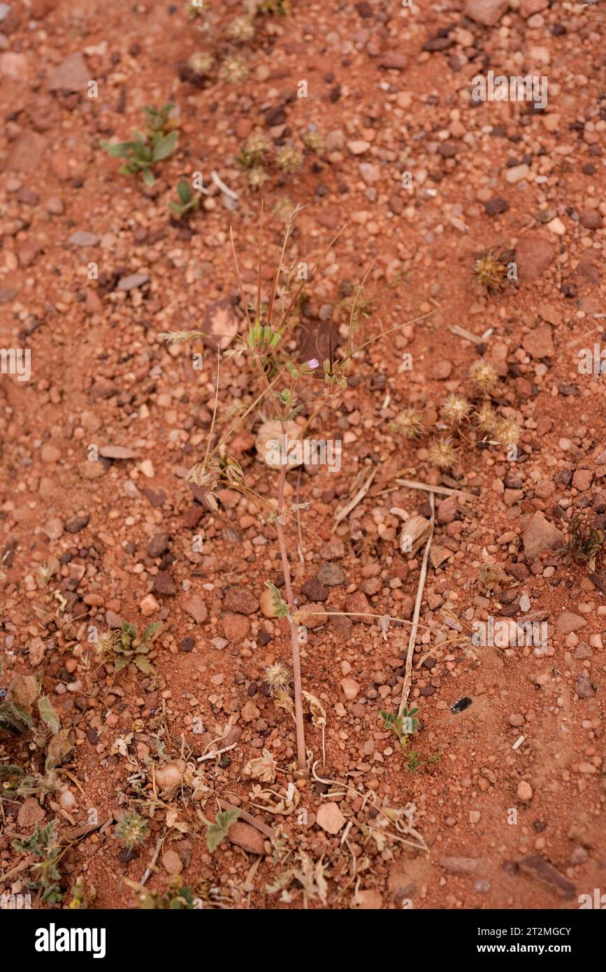 L'erodium hirtum è un'erba perenne originaria dell'Africa settentrionale e del Medio Oriente. Questa foto è stata scattata nel deserto di Wadi Rum, Giordania. Foto Stock