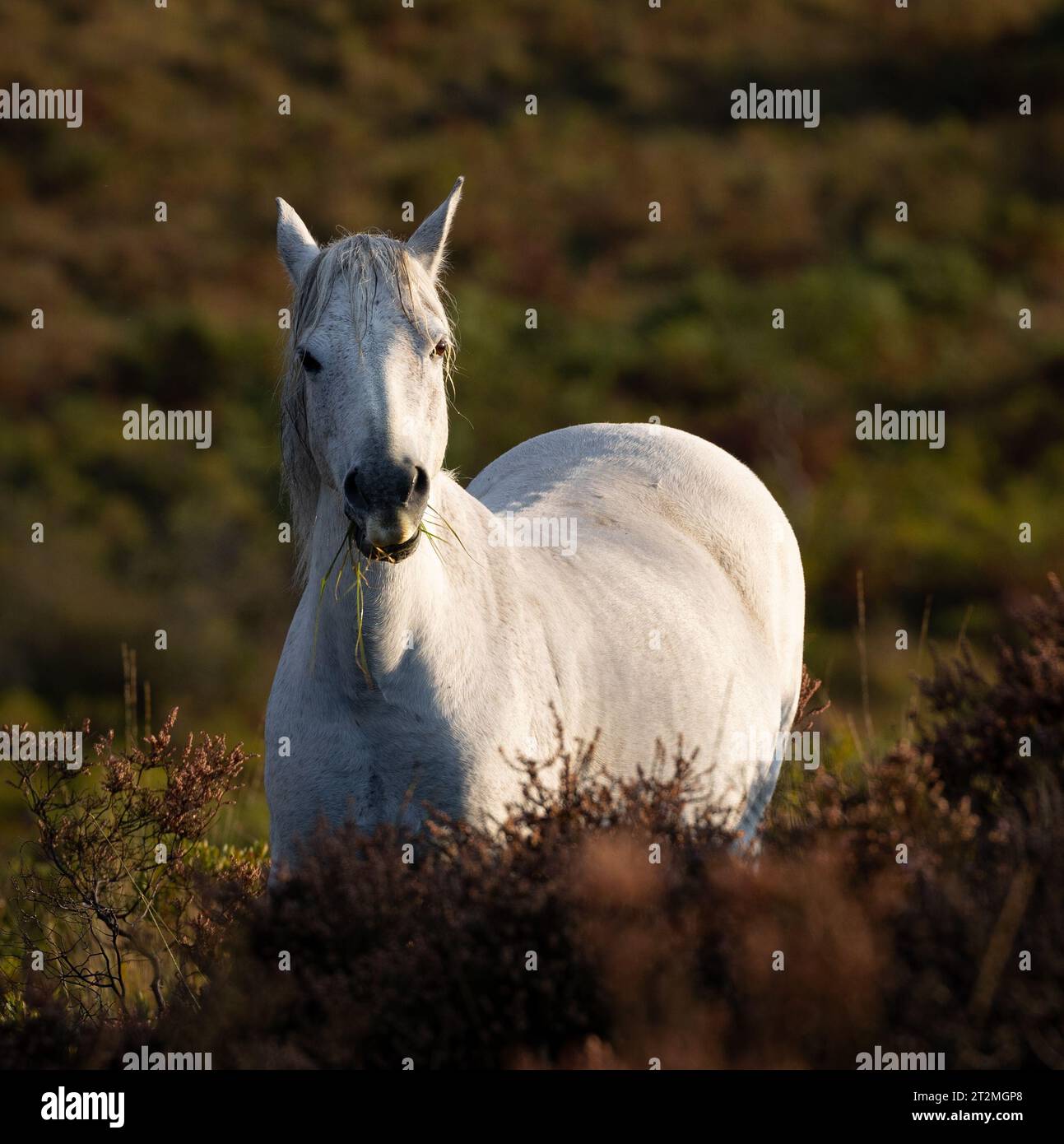 Un pony bianco alla luce del sole che mangia erba nella New Forest Hampshire, Regno Unito Foto Stock