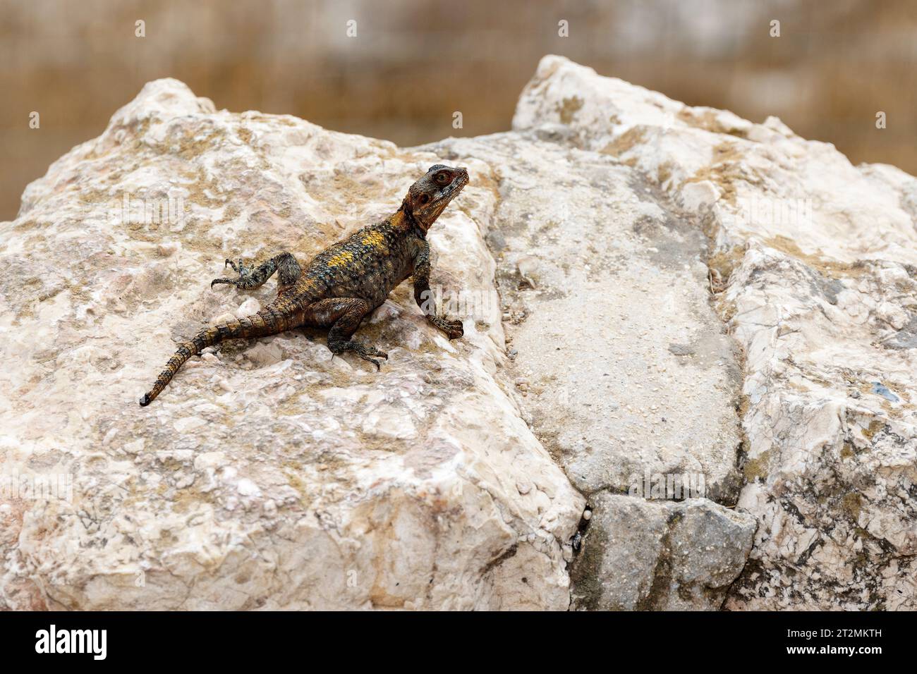 La lucertola di roccia Agama (Laudakia stellio brachydactyla), in piedi su una roccia nelle alture del Golan, Israele. Foto Stock