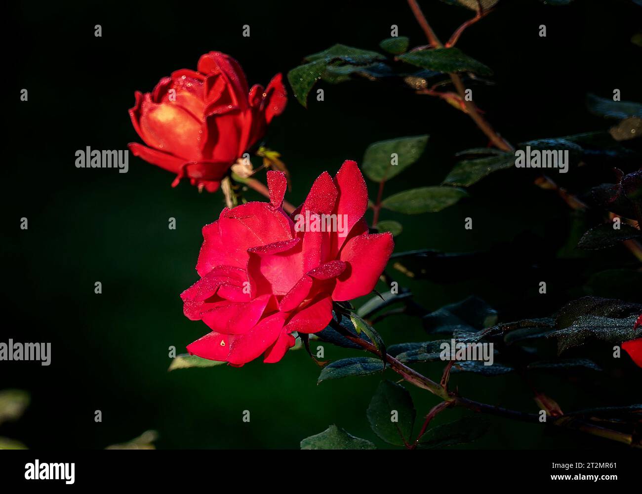 Rosa bagnata immagini e fotografie stock ad alta risoluzione - Alamy