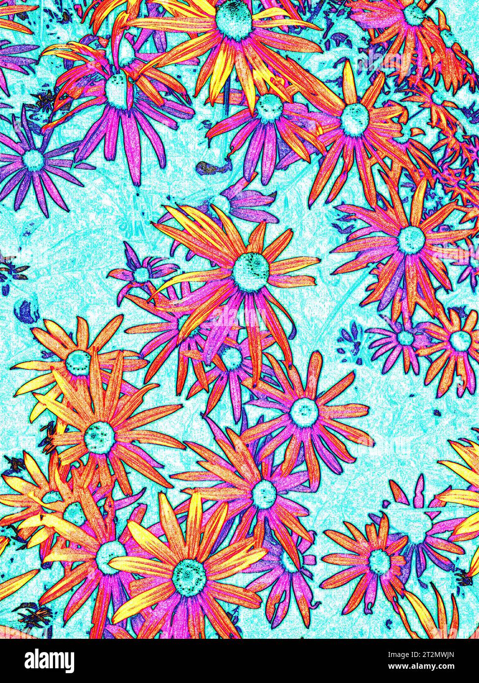Black Eyed susans Foto Stock