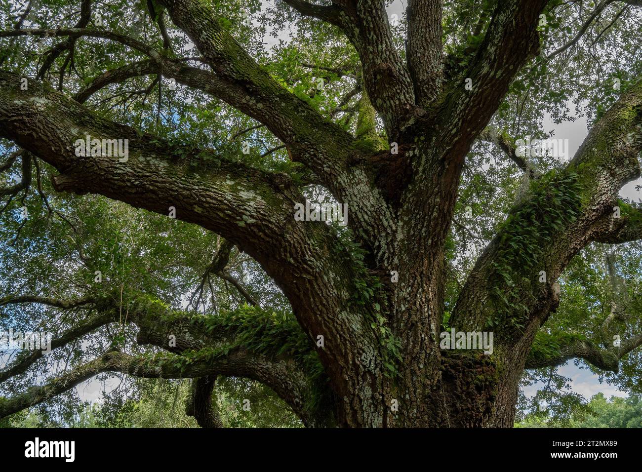 Felci e muschio spagnolo che crescono sulla corteccia di un grande vecchio albero nel sud degli Stati Uniti. Foto Stock