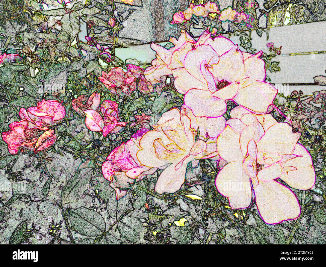 fiori delineati Foto Stock