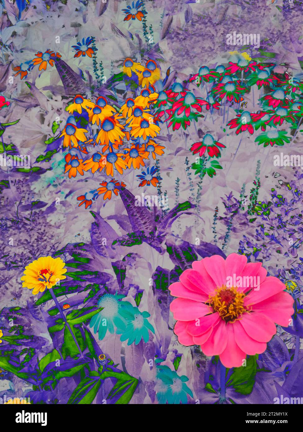 grande fiore rosa Foto Stock