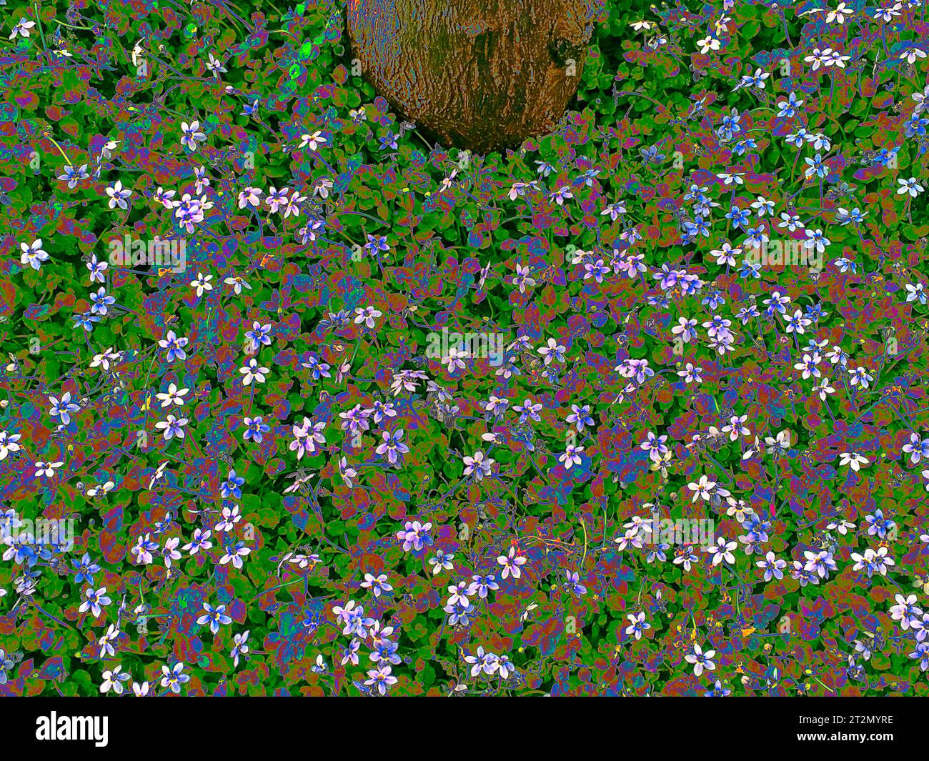 piccoli fiori macinati Foto Stock