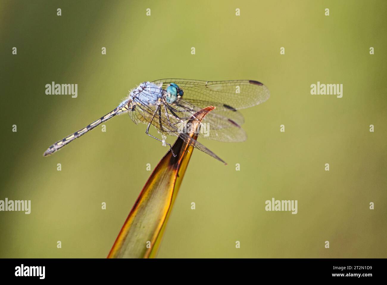 Halfshade Dropwing (Trithemis aconita) 14214 Foto Stock