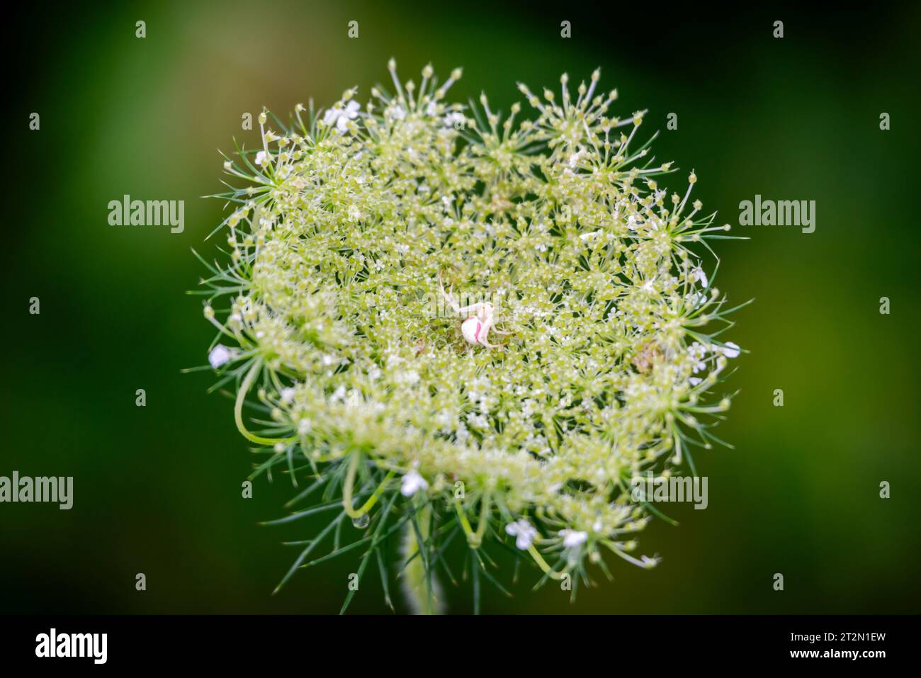 Fiore di carota selvatica, i cui nomi comuni includono carota selvatica, carota selvatica europea, nido d'uccello, pizzo del vescovo Foto Stock