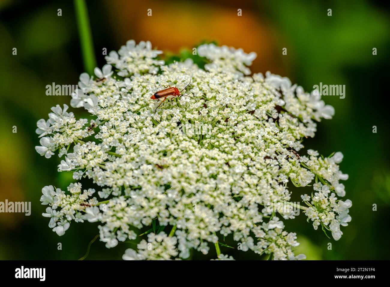 Fiore di carota selvatica, i cui nomi comuni includono carota selvatica, carota selvatica europea, nido d'uccello, pizzo del vescovo Foto Stock