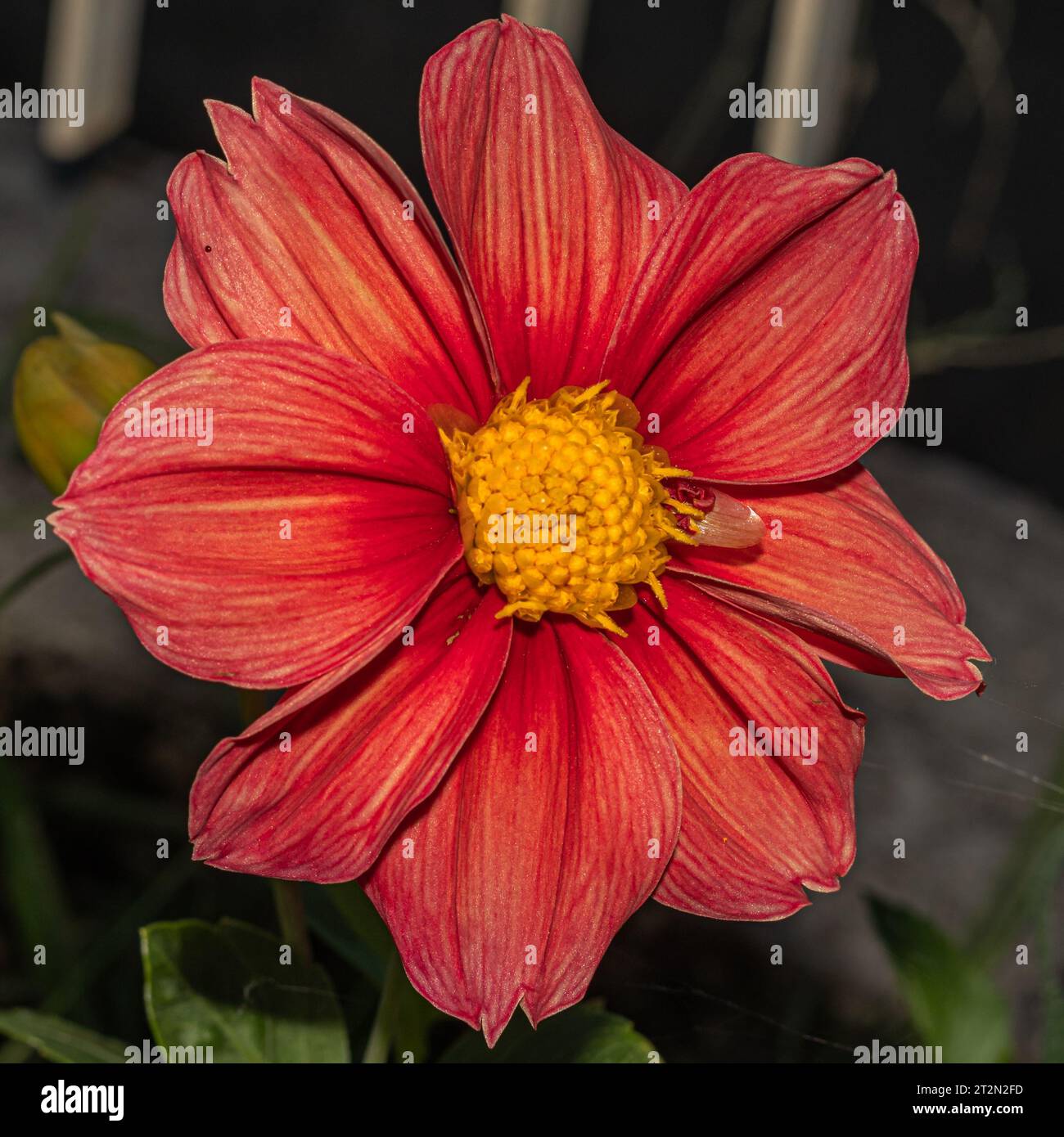 Una vivace fucsia dahlia in un primo piano mozzafiato, con i suoi intricati petali e i colori ricchi Foto Stock