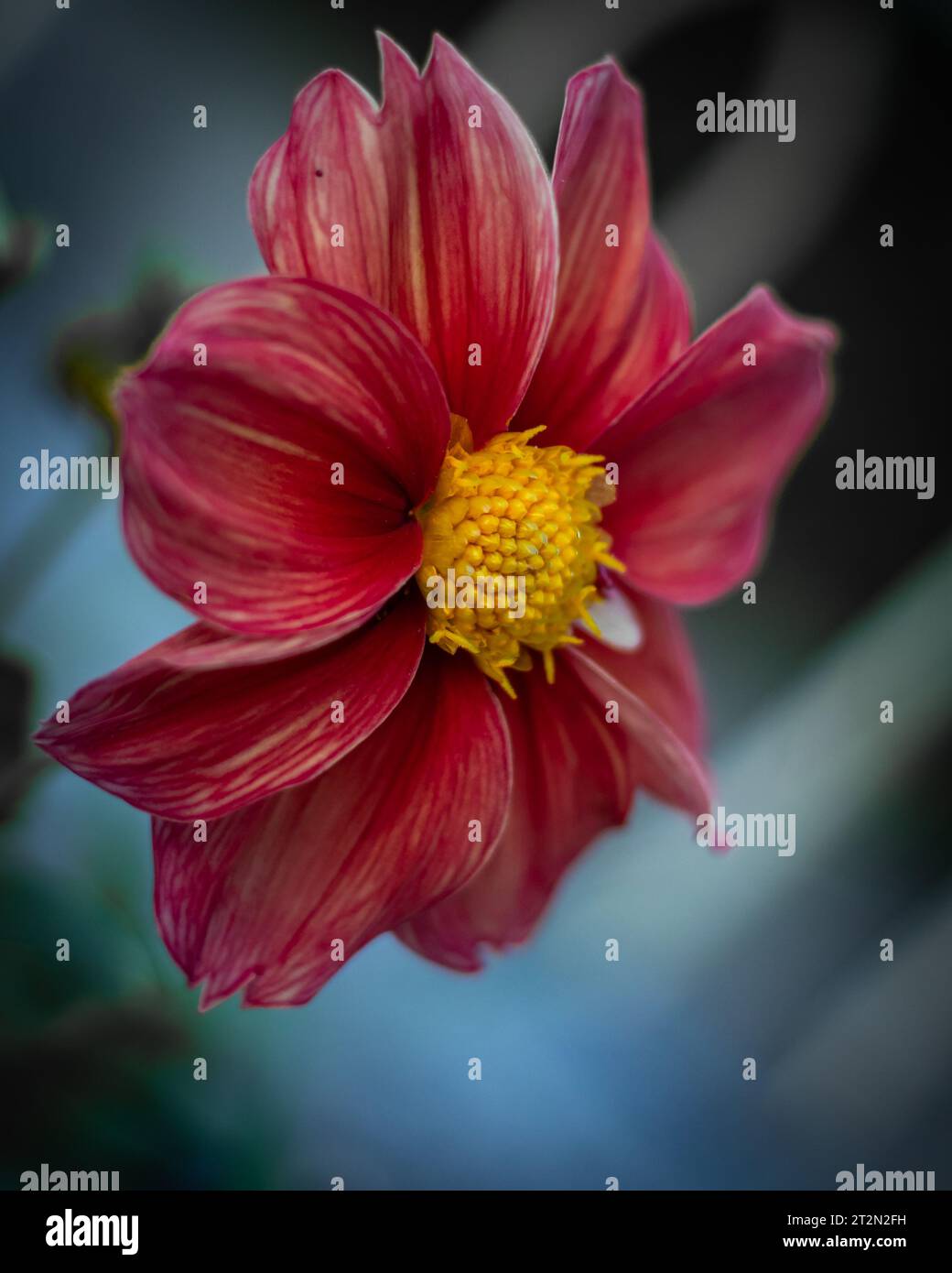 Ravvicinati e personali con una vivace fucsia dahlia, che rivela le sue sfumature sorprendenti e gli intricati motivi Foto Stock