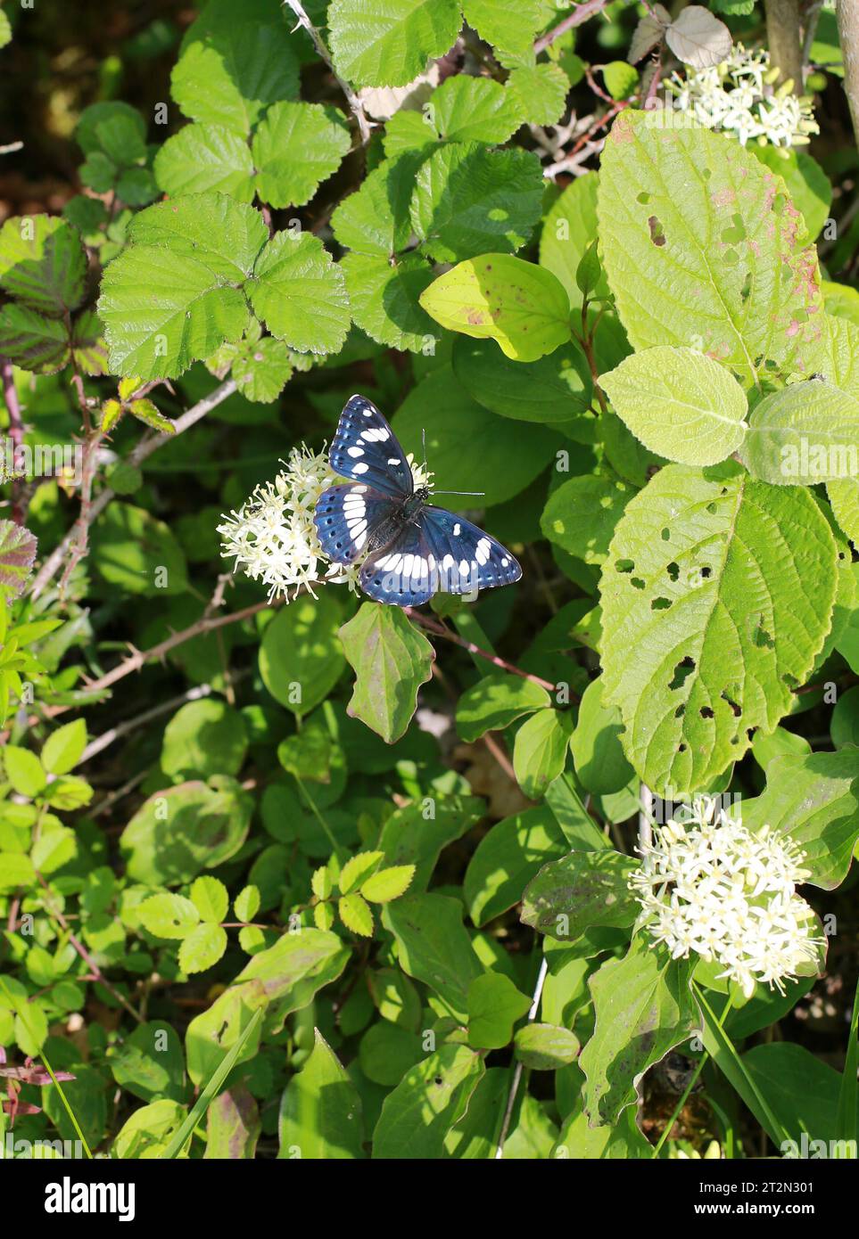 Bianco del sud Admiral Butterfly Foto Stock