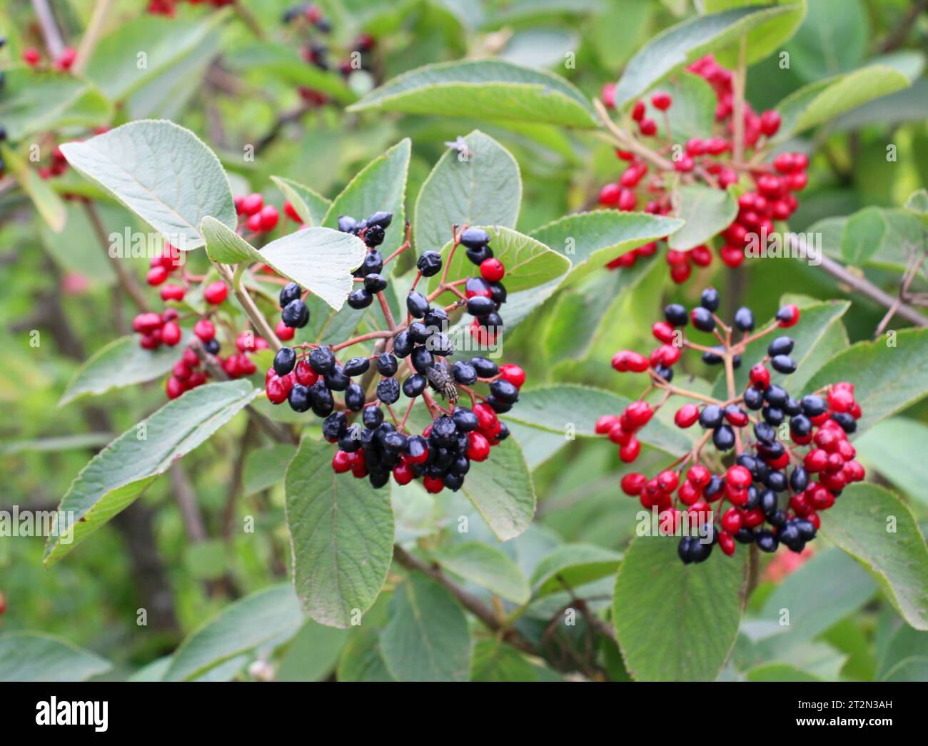 In estate, il viburnum è in fase di maturazione (Viburnum lantana) Foto Stock