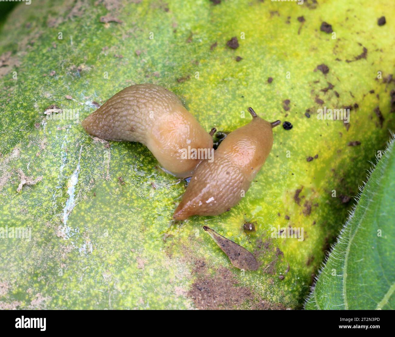 Lumache (molluschi della classe dei gasteropodi) che danneggiano le colture vegetali Foto Stock