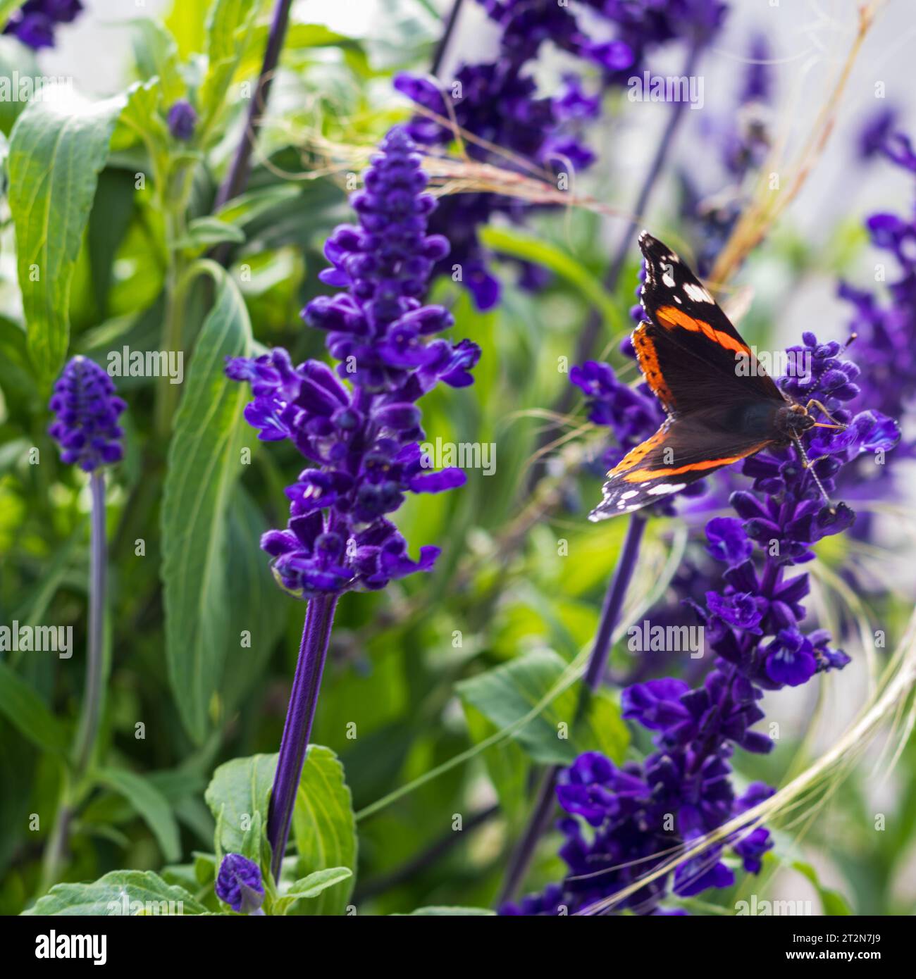 Orecchini Fiore Di Cristalli Con Perla Centrale - Foto 3