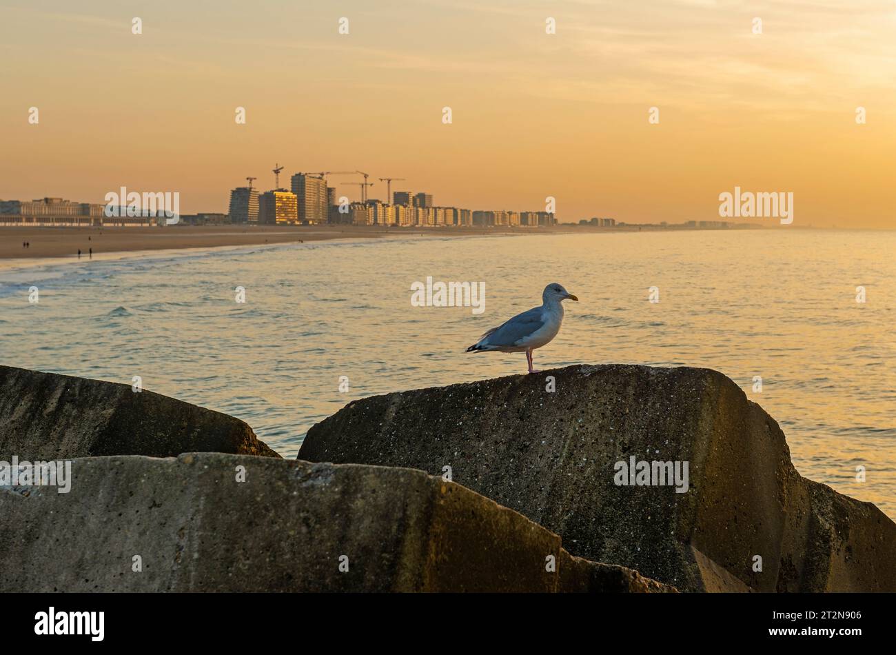 Gabbiano europeo delle aringhe (Larus argentatus) al tramonto con la spiaggia cittadina di Ostenda, Fiandre, Belgio. Foto Stock