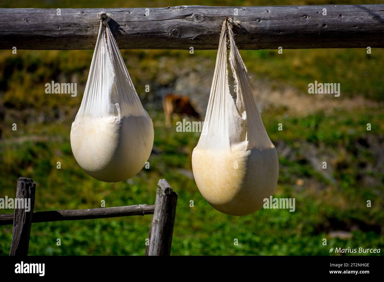 come preparare il formaggio mucca all'ovile Foto Stock