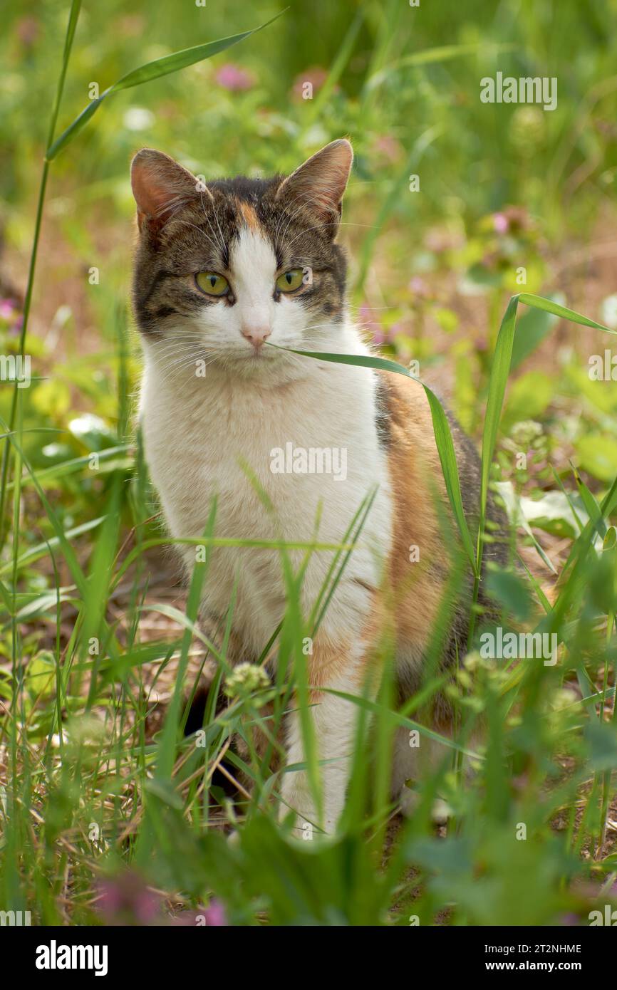 foto di bellissimi gatti in giardino Foto Stock