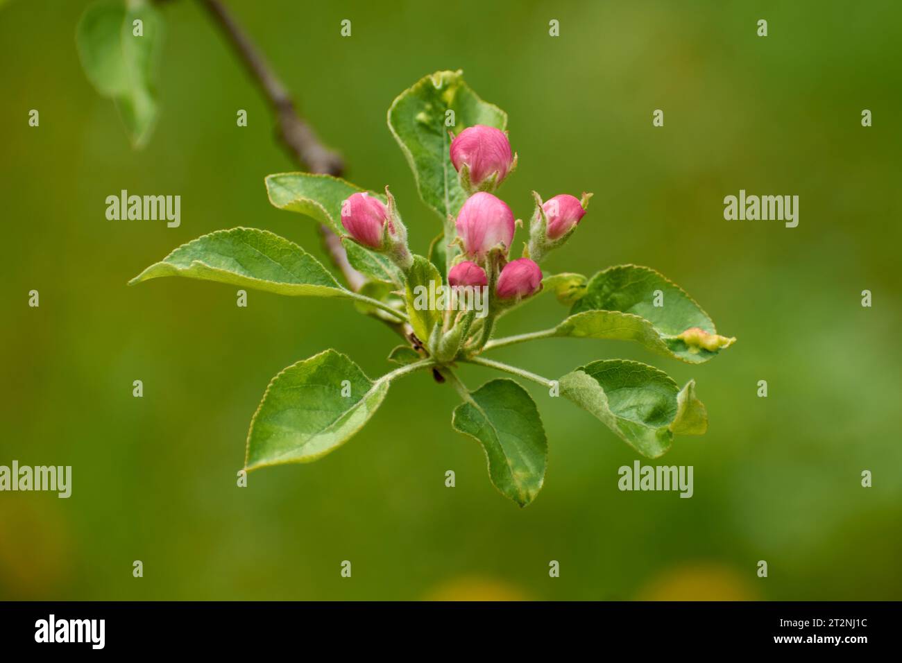 bellissime foto dal giardino con fiori di mele 2 Foto Stock