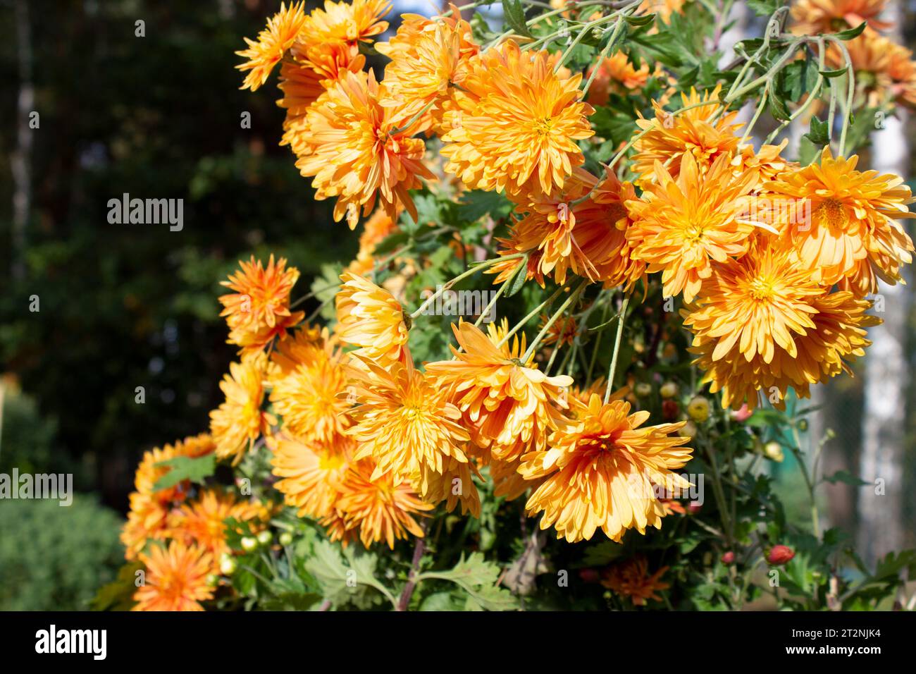 Crisantemo autunnale colorato. Una giornata di sole nel parco. Splendido cespuglio di crisantemo arancione. Foto Stock