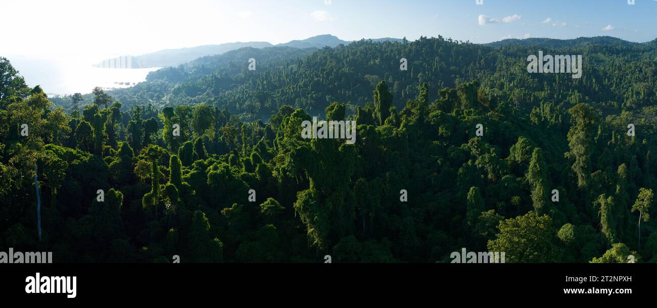 Il verde baldacchino di una lussureggiante foresta pluviale copre l'isola di Waigeo, Raja Ampat. L'Indonesia ospita la terza area di foresta pluviale più grande del mondo. Foto Stock