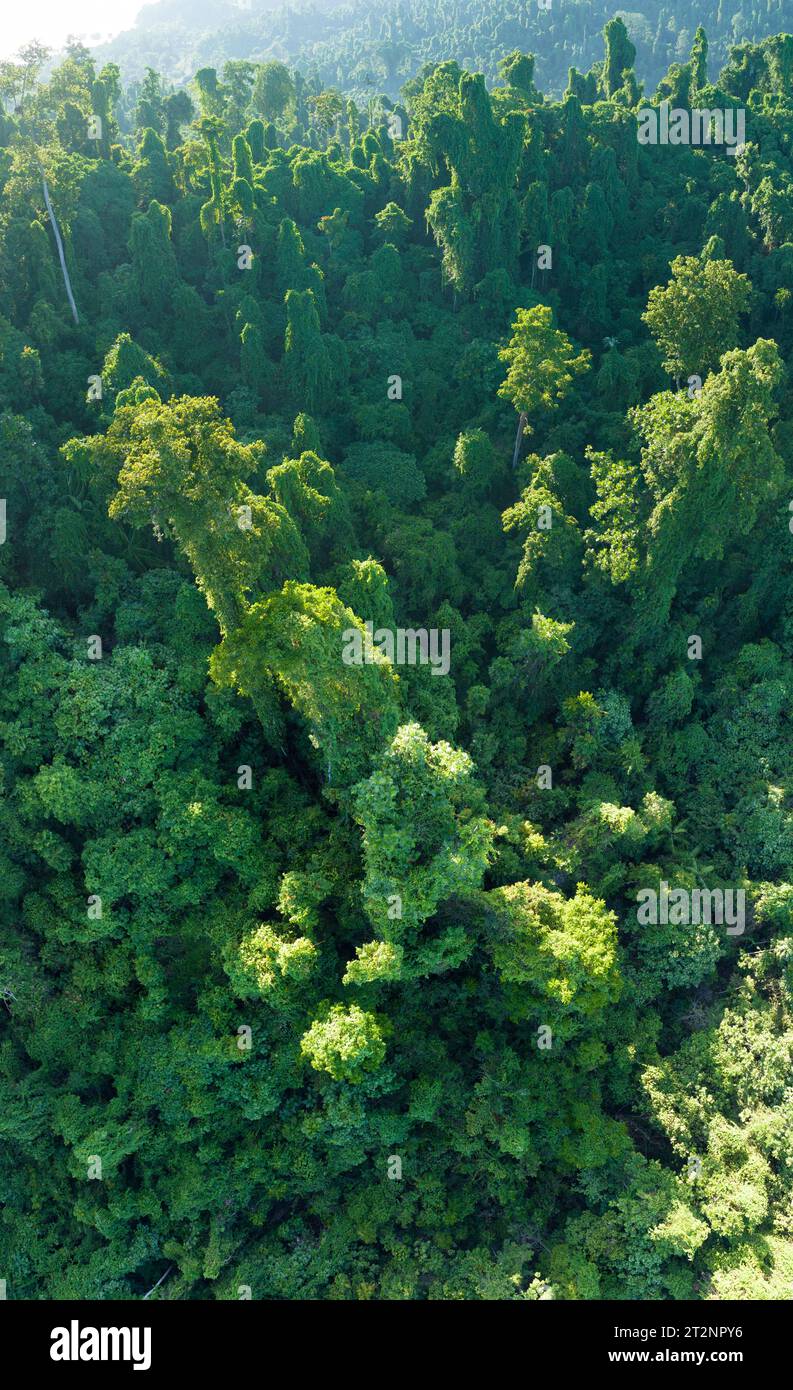 Il verde baldacchino di una lussureggiante foresta pluviale copre l'isola di Waigeo, Raja Ampat. L'Indonesia ospita la terza area di foresta pluviale più grande del mondo. Foto Stock