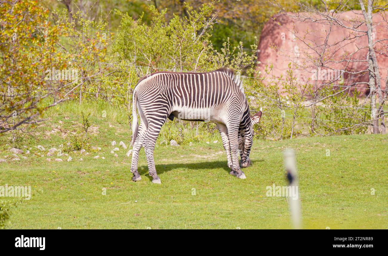 Alimentazione della zebra Foto Stock