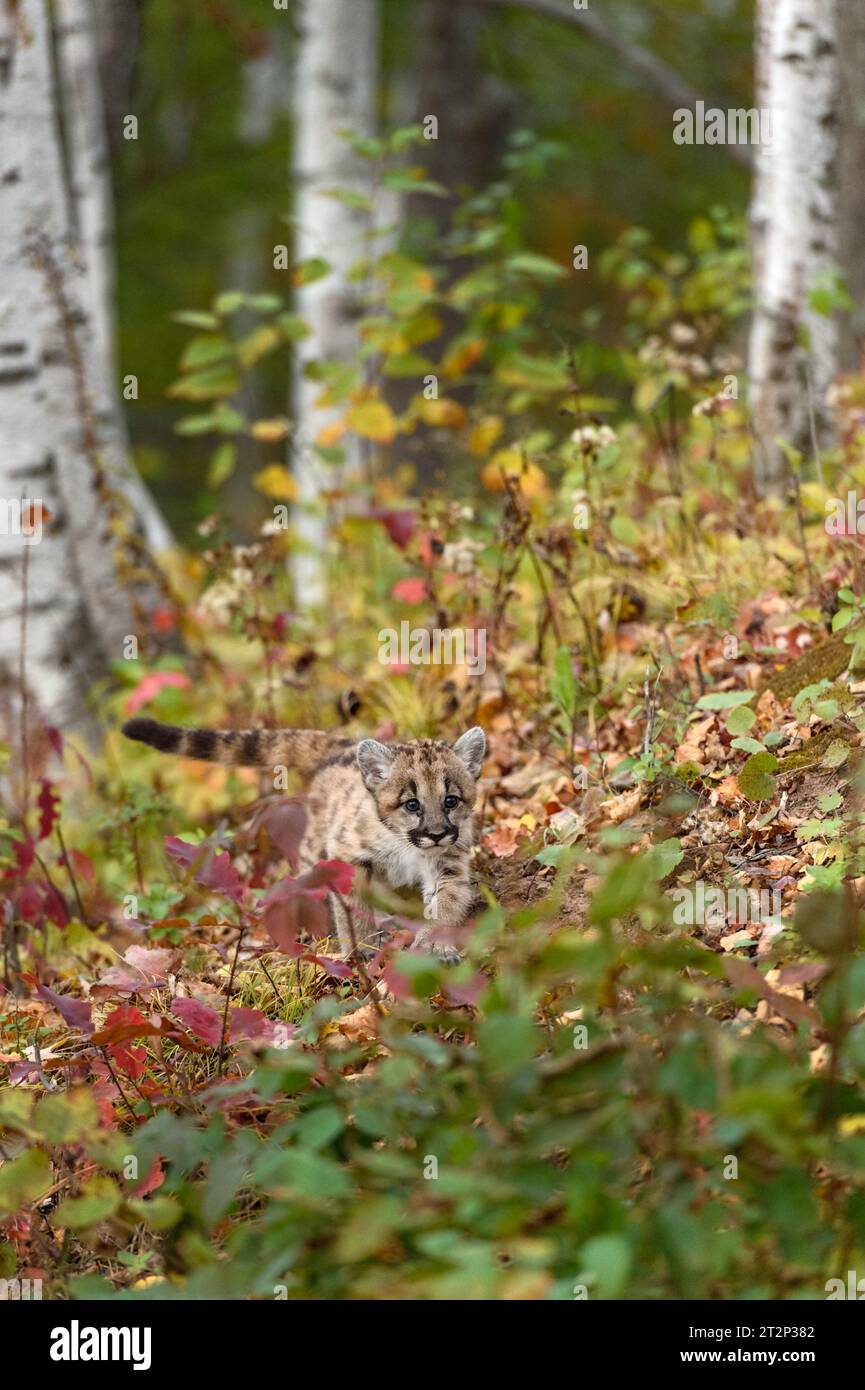 Cougar Kitten (Puma Concolor) cammina attraverso il Forest Embankment Autumn - animale in cattività Foto Stock