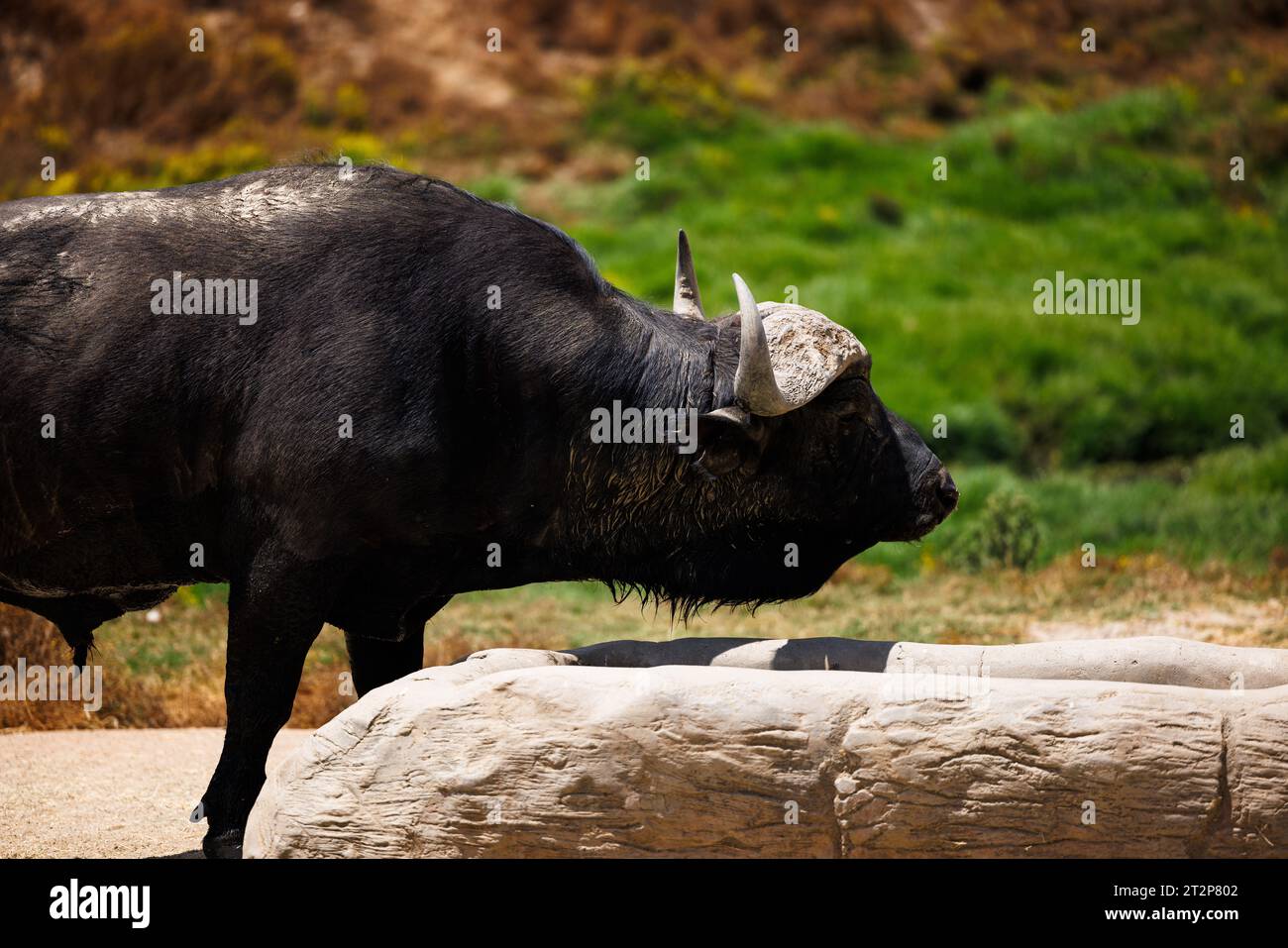 drink di bufalo a cape in un pozzo d'acqua, da vicino Foto Stock