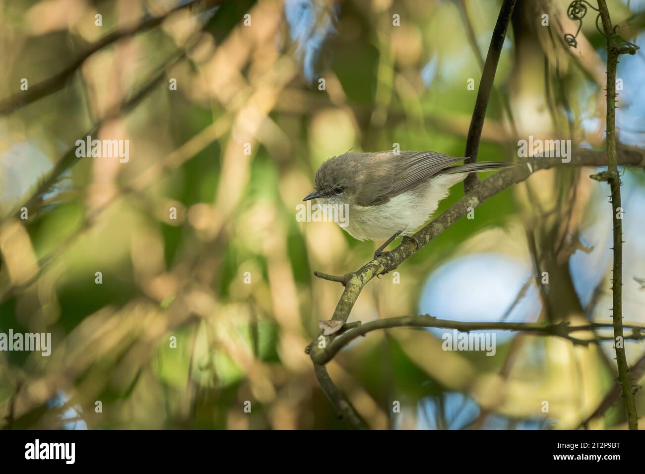 Un singolo Greygone marrone si trova arroccato su un ramo della fitta foresta pluviale tropicale che circonda l'uccello nascosto lungo il bordo della palude di Hasties. Foto Stock