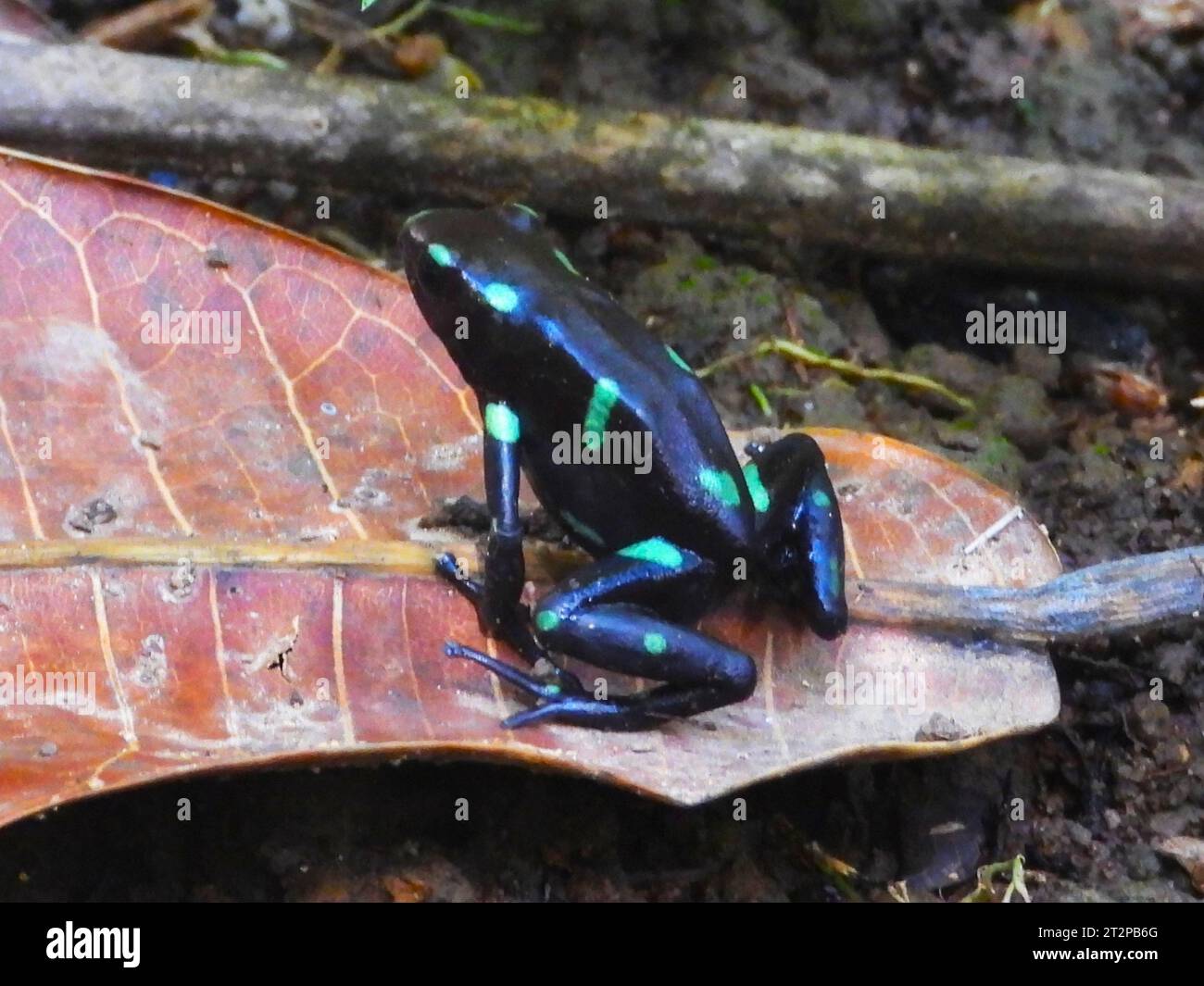 Verde e nero Poison Dart Frog Foto Stock